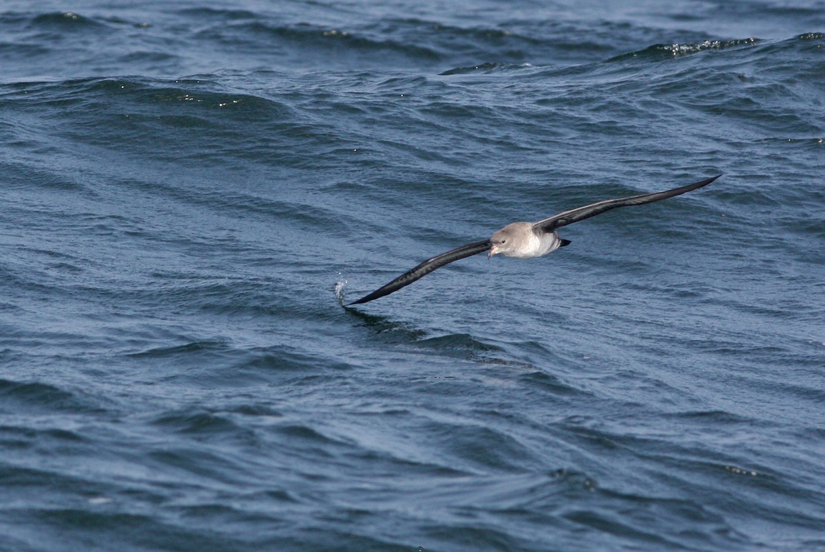 Pink-footed Shearwater - ML205168611