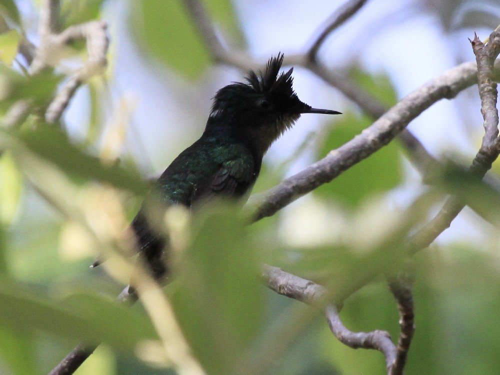 Antillean Crested Hummingbird (Grenadines and Grenada) - Christophe Gouraud