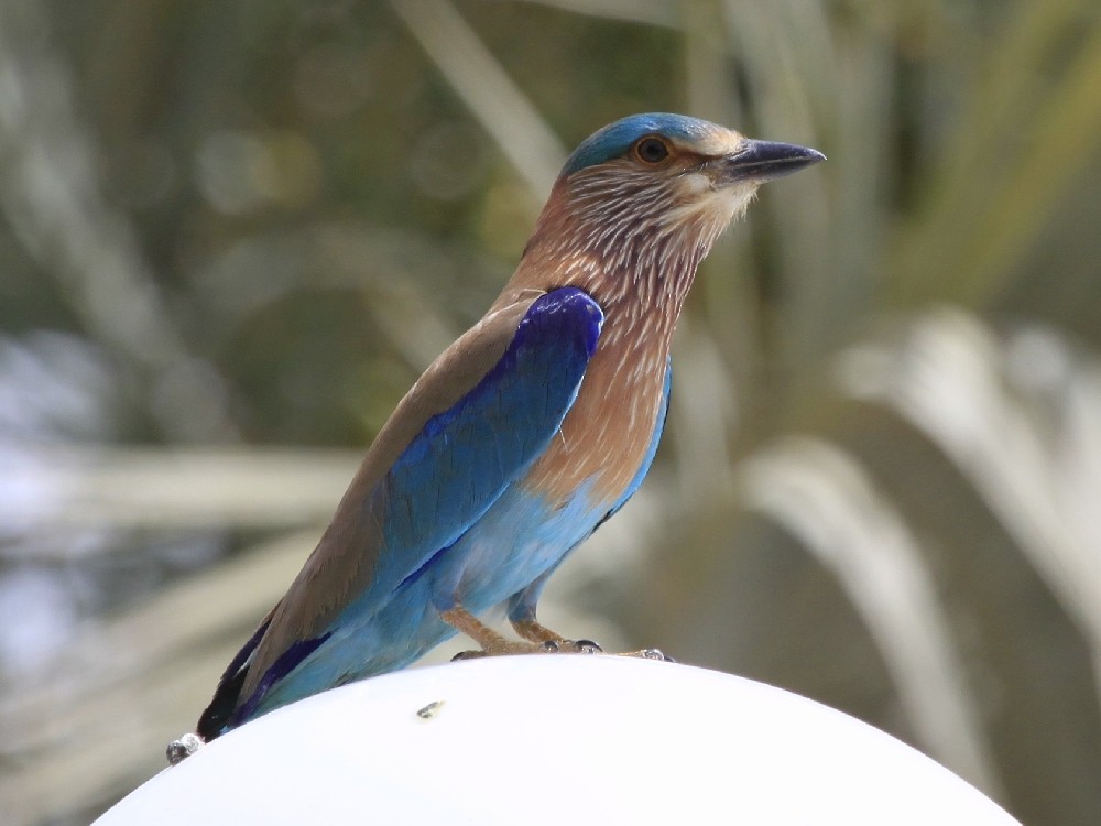 Indian Roller - Christophe Gouraud
