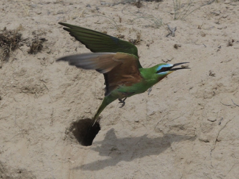 Blue-cheeked Bee-eater - Christophe Gouraud