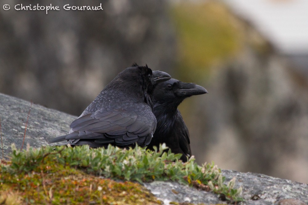Common Raven - Christophe Gouraud