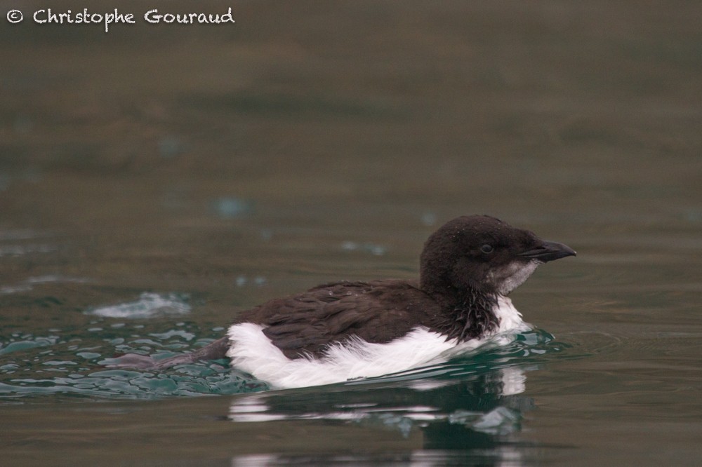 Thick-billed Murre - Christophe Gouraud