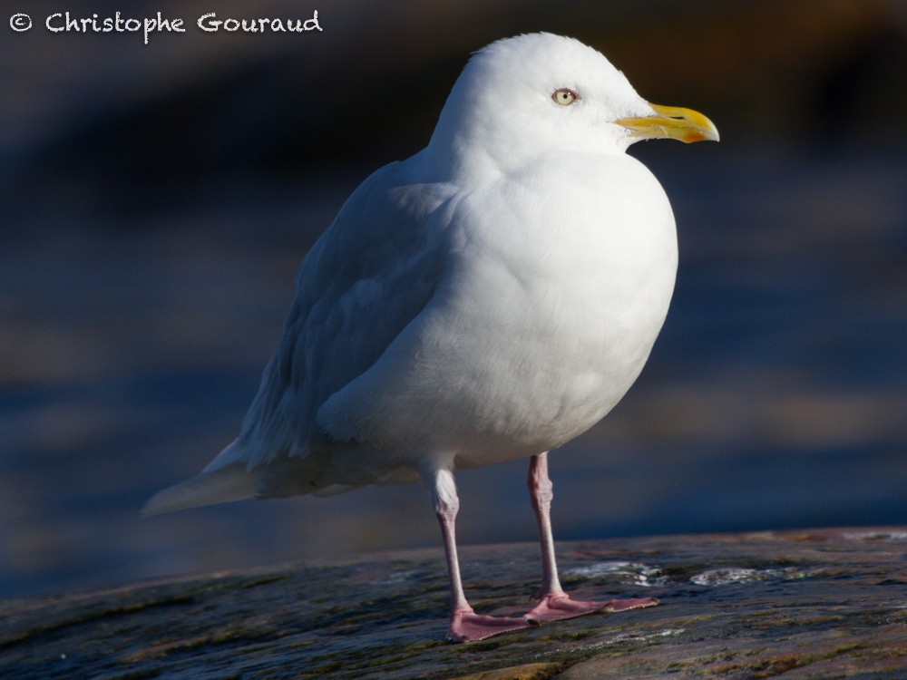 Iceland Gull (glaucoides) - Christophe Gouraud