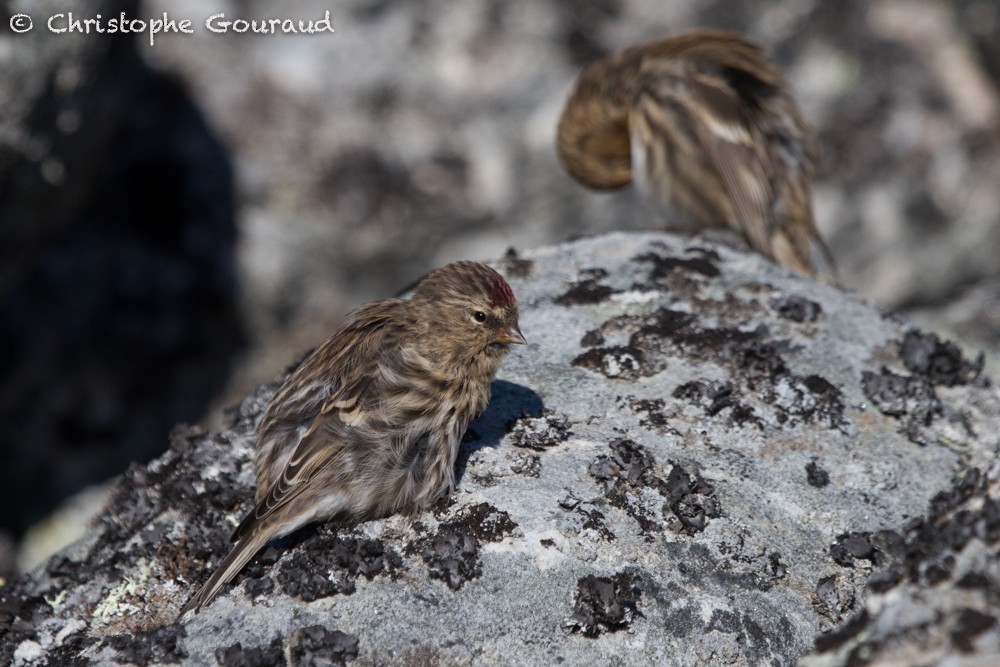 Common Redpoll (rostrata/islandica) - Christophe Gouraud
