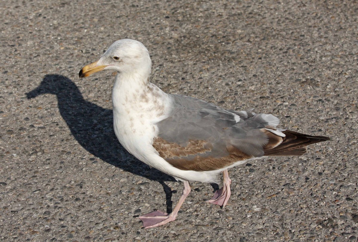 Western Gull - John Cant