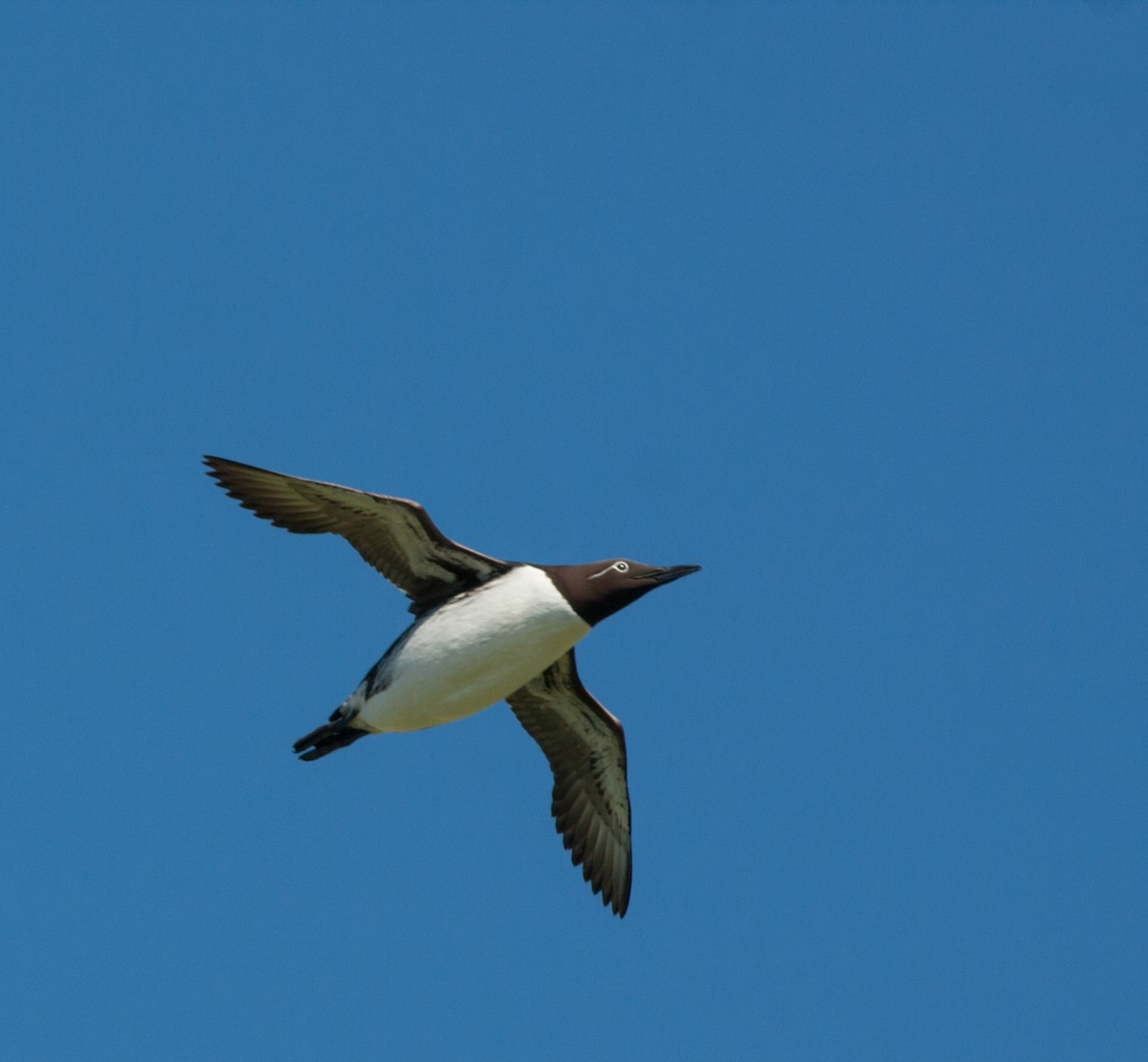Common Murre - John Cant