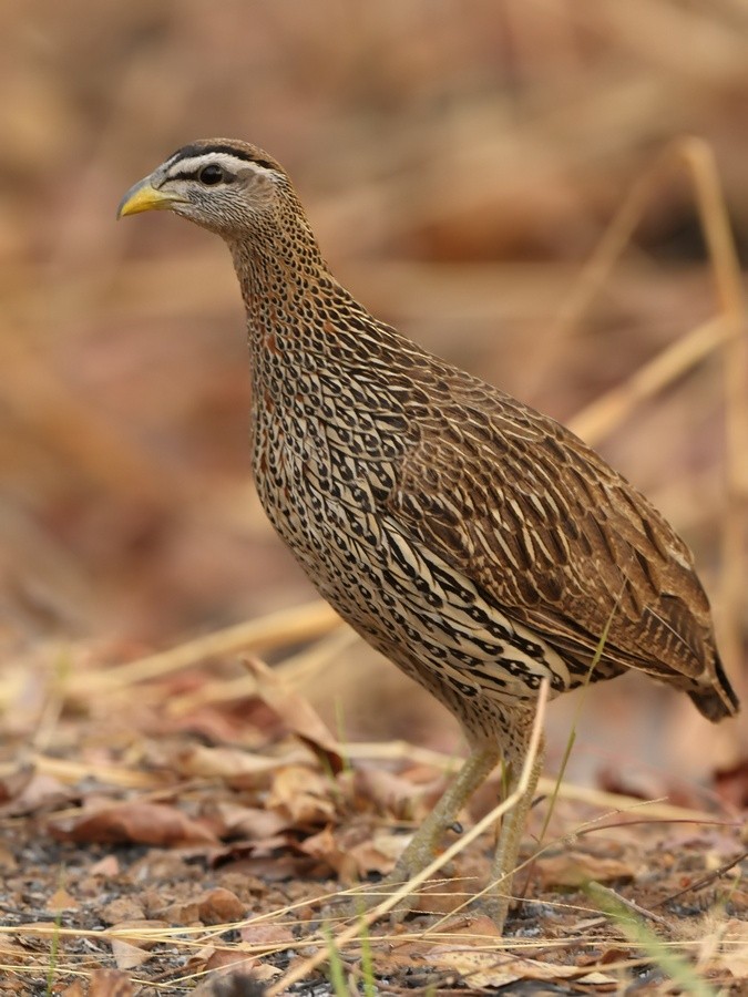 Double-spurred Francolin - ML205170871