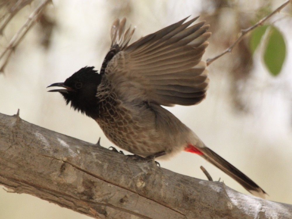 Red-vented Bulbul - Christophe Gouraud