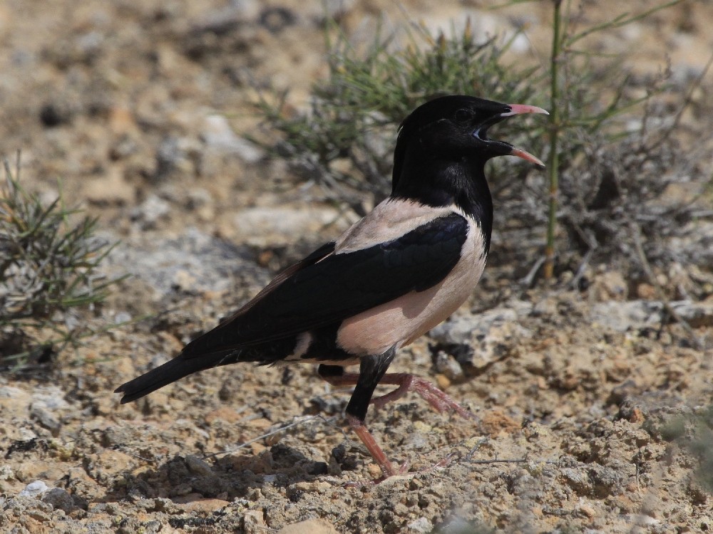 Rosy Starling - Christophe Gouraud