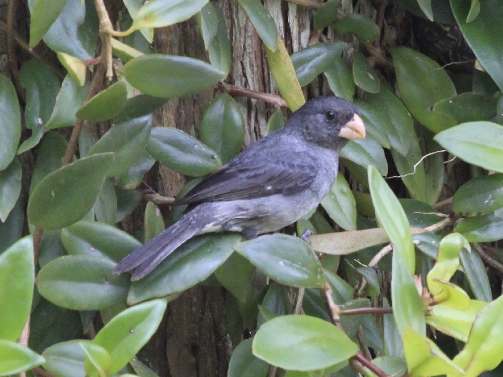 Gray Seedeater - ML205171961