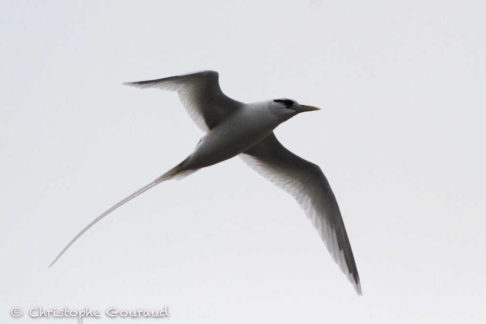 White-tailed Tropicbird (Ascension) - Christophe Gouraud