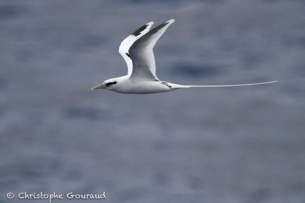 White-tailed Tropicbird (Ascension) - ML205172031