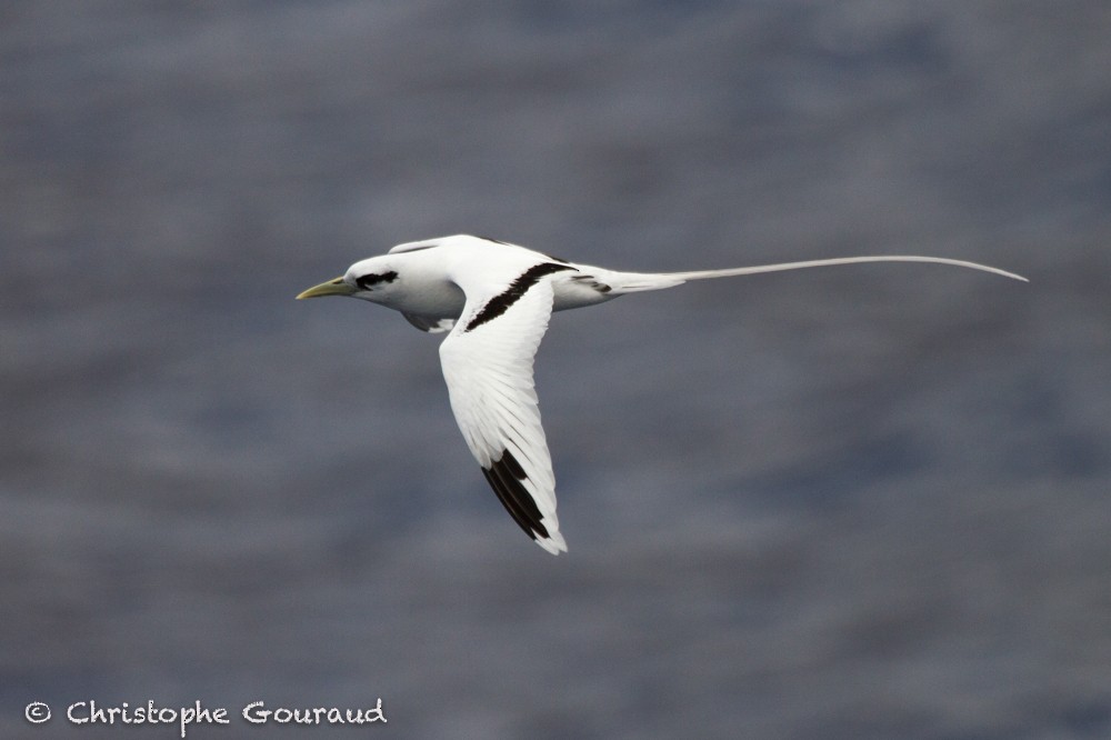 White-tailed Tropicbird (Ascension) - ML205172041