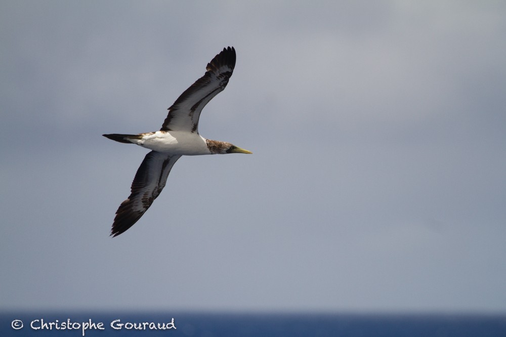 Masked Booby - ML205172051