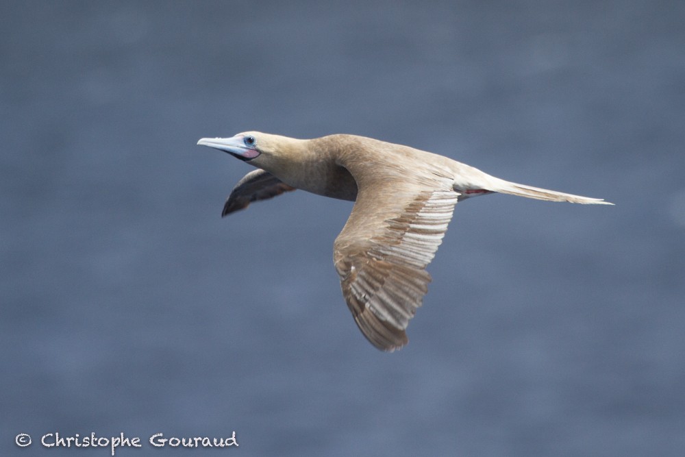 Red-footed Booby (Atlantic) - ML205172091