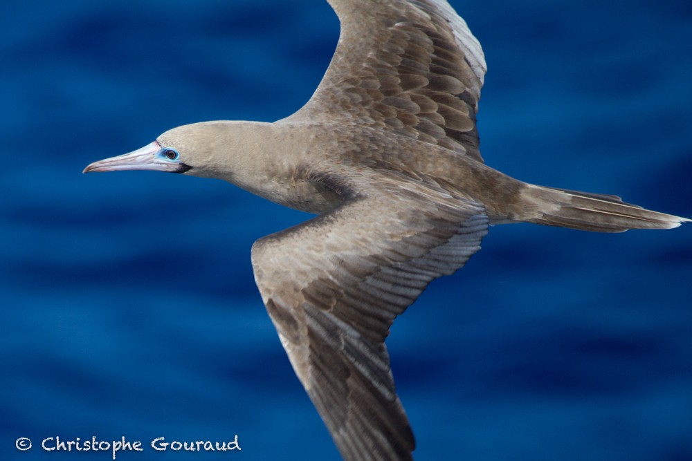 Red-footed Booby (Atlantic) - Christophe Gouraud