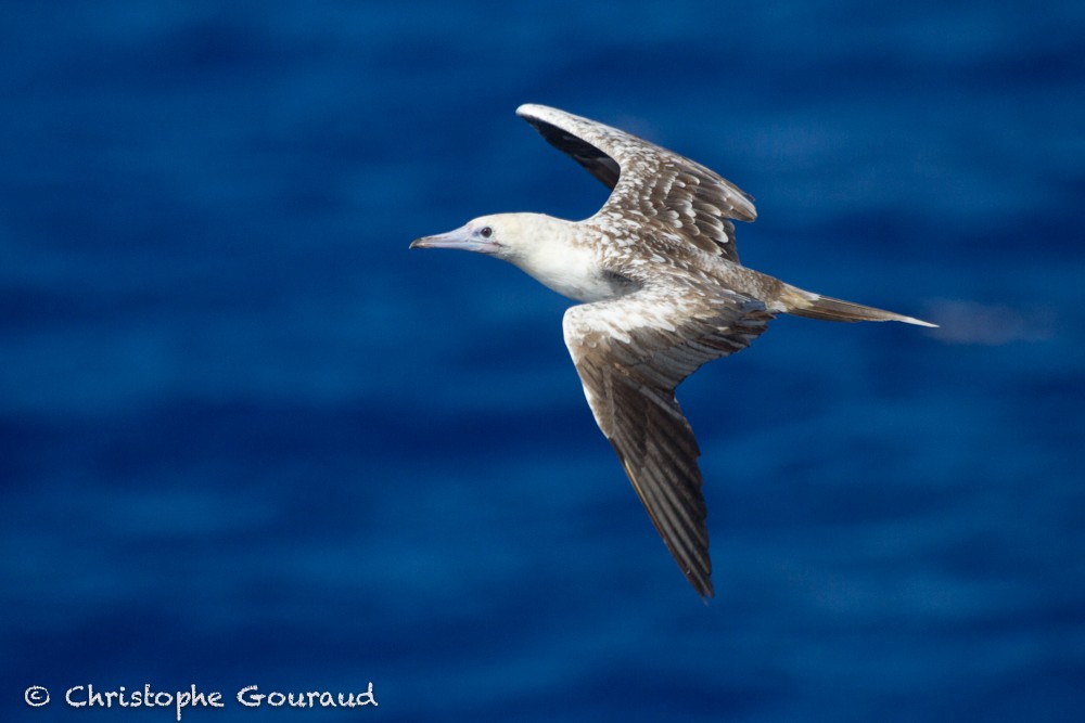 Red-footed Booby (Atlantic) - ML205172131