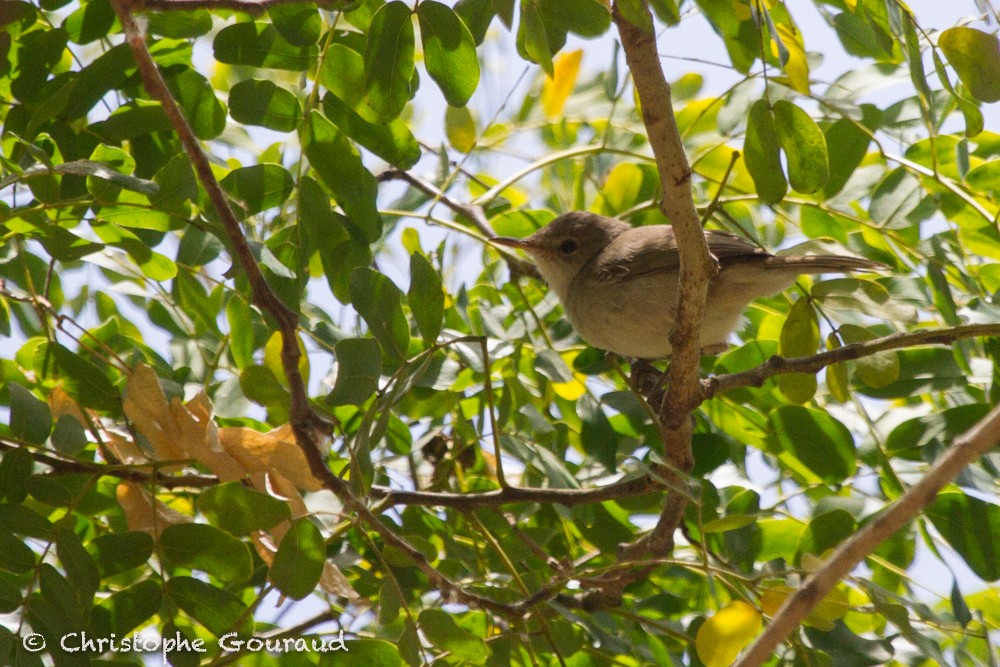 Cape Verde Swamp Warbler - Christophe Gouraud