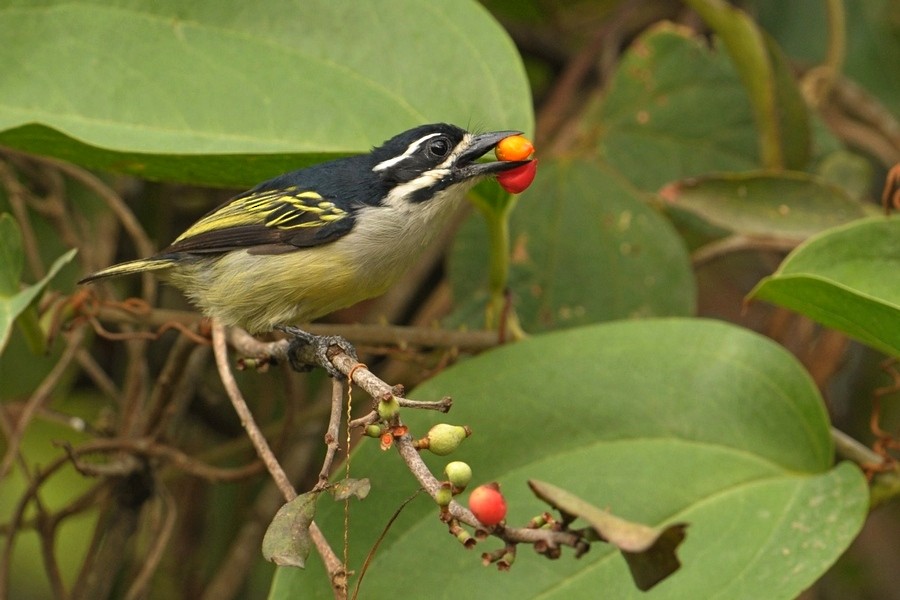 Yellow-rumped Tinkerbird (Yellow-rumped) - Kris Blachowiak