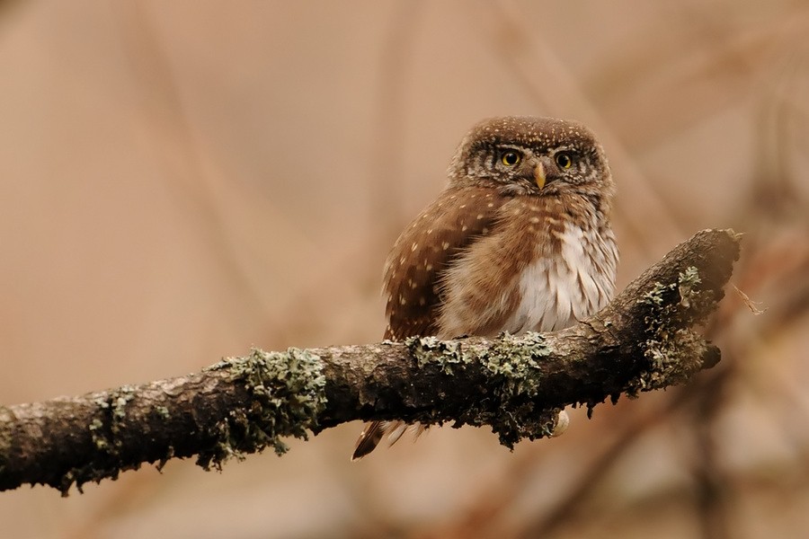 Eurasian Pygmy-Owl - Kris Blachowiak