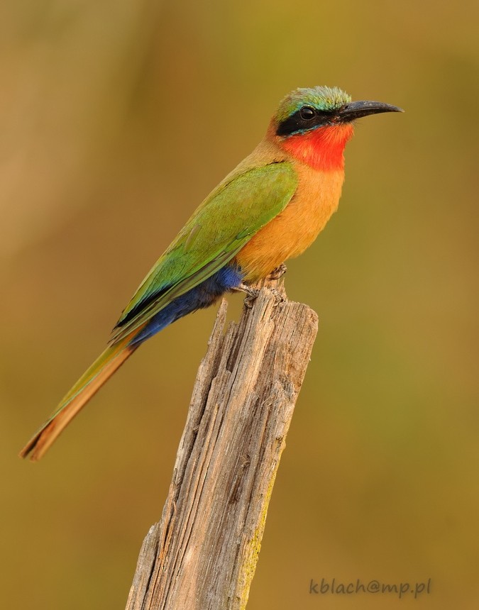 Red-throated Bee-eater - Kris Blachowiak
