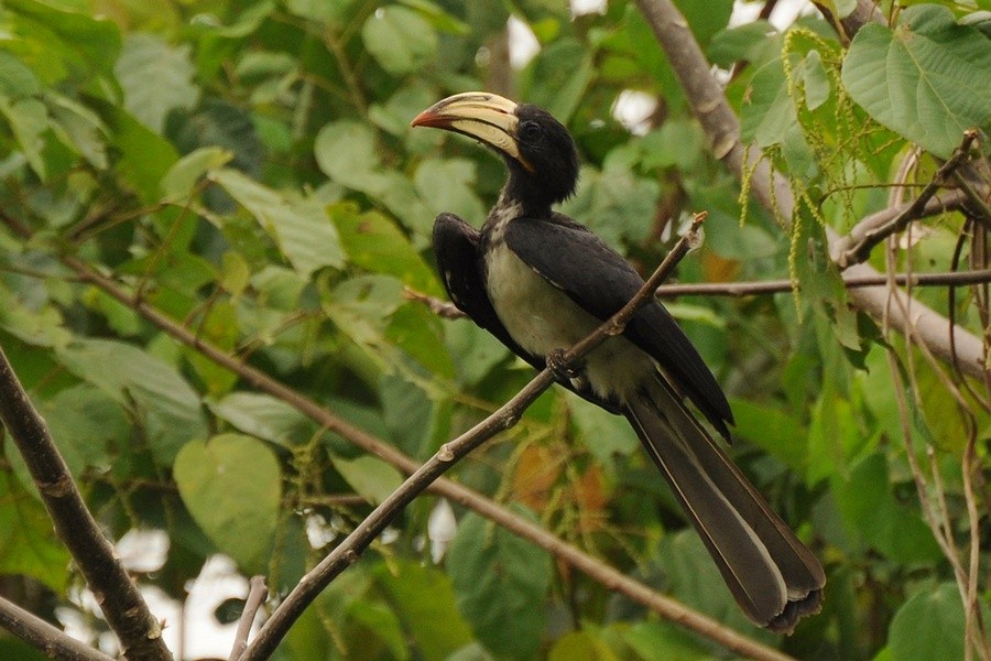 Congo Pied Hornbill - Kris Blachowiak
