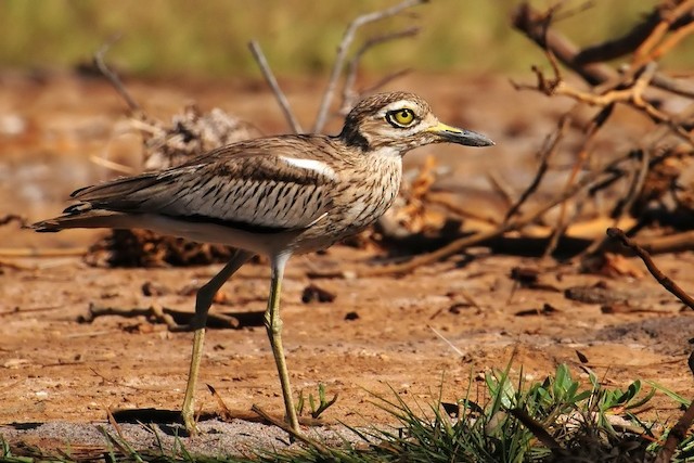 Photos - Senegal Thick-knee - Burhinus senegalensis - Birds of the World