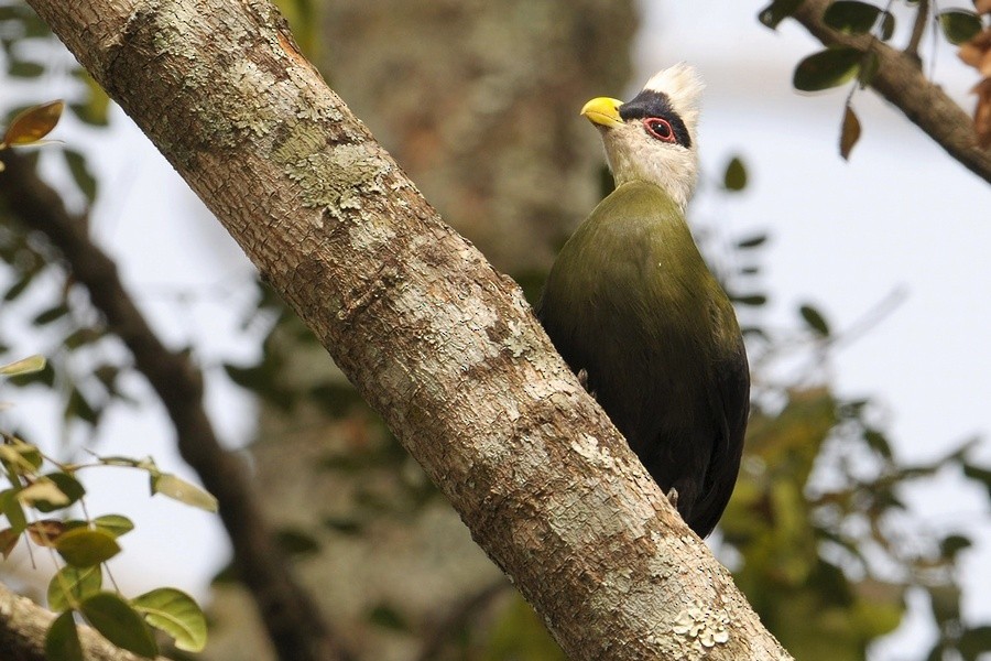 White-crested Turaco - ML205173221