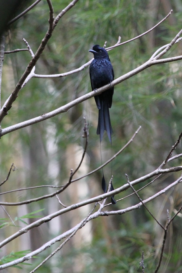 Greater Racket-tailed Drongo - Christophe Gouraud