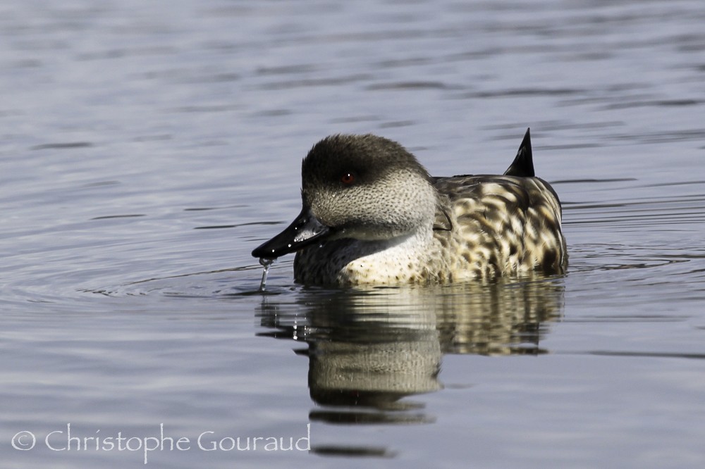 Crested Duck - ML205173841