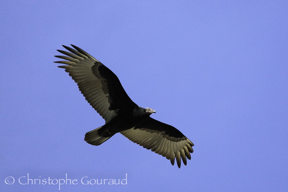 Turkey Vulture (South Temperate) - Christophe Gouraud