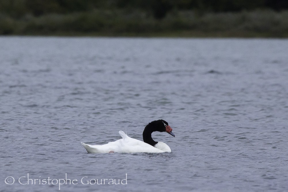 Black-necked Swan - ML205174121