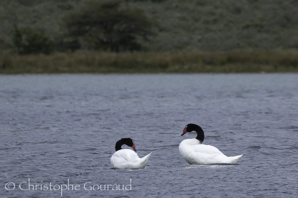 Black-necked Swan - Christophe Gouraud