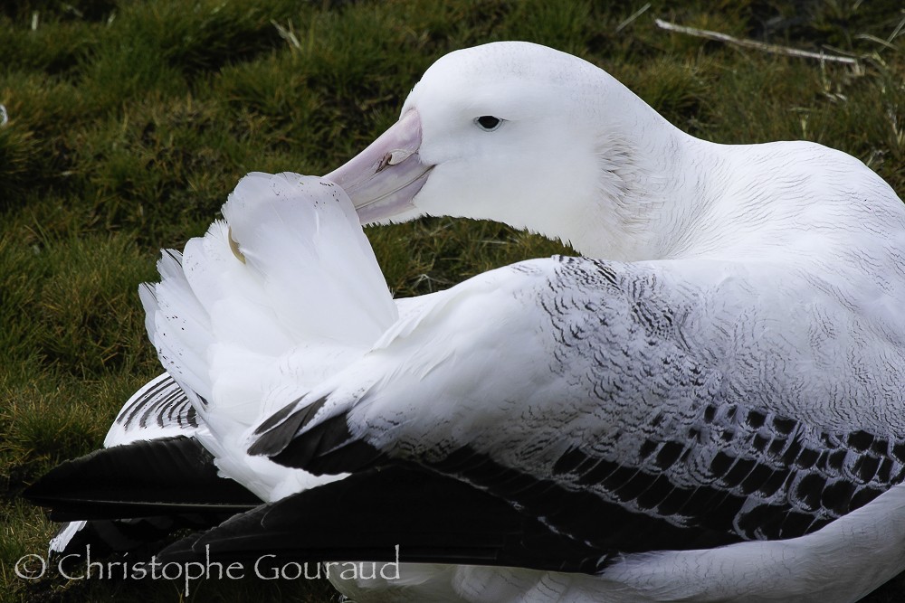 albatros stěhovavý - ML205174211