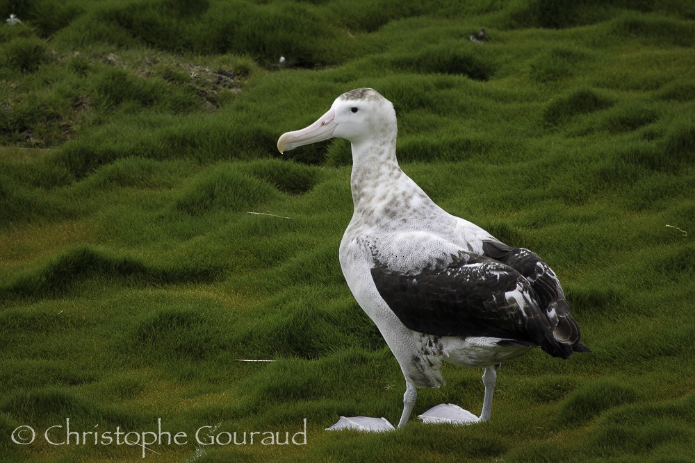 albatros stěhovavý - ML205174221