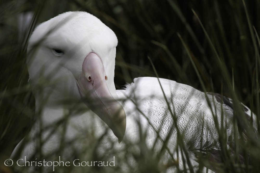 Snowy Albatross - Christophe Gouraud