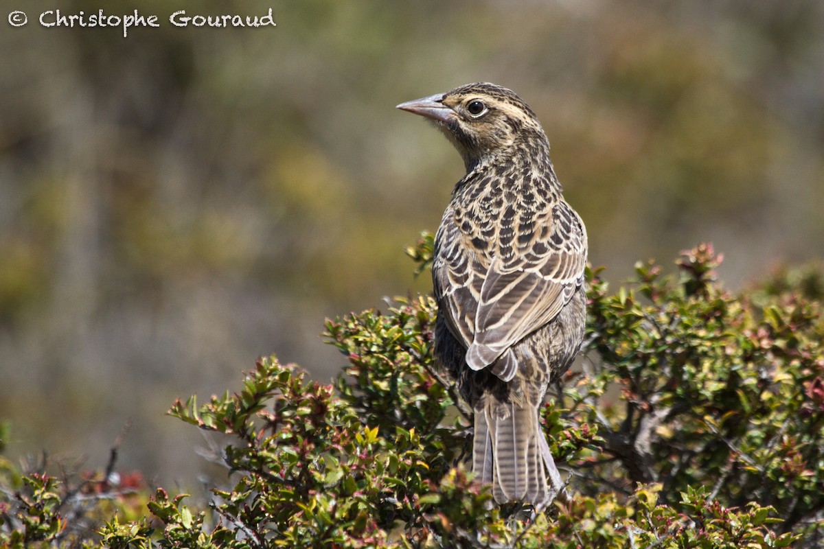 Long-tailed Meadowlark - Christophe Gouraud