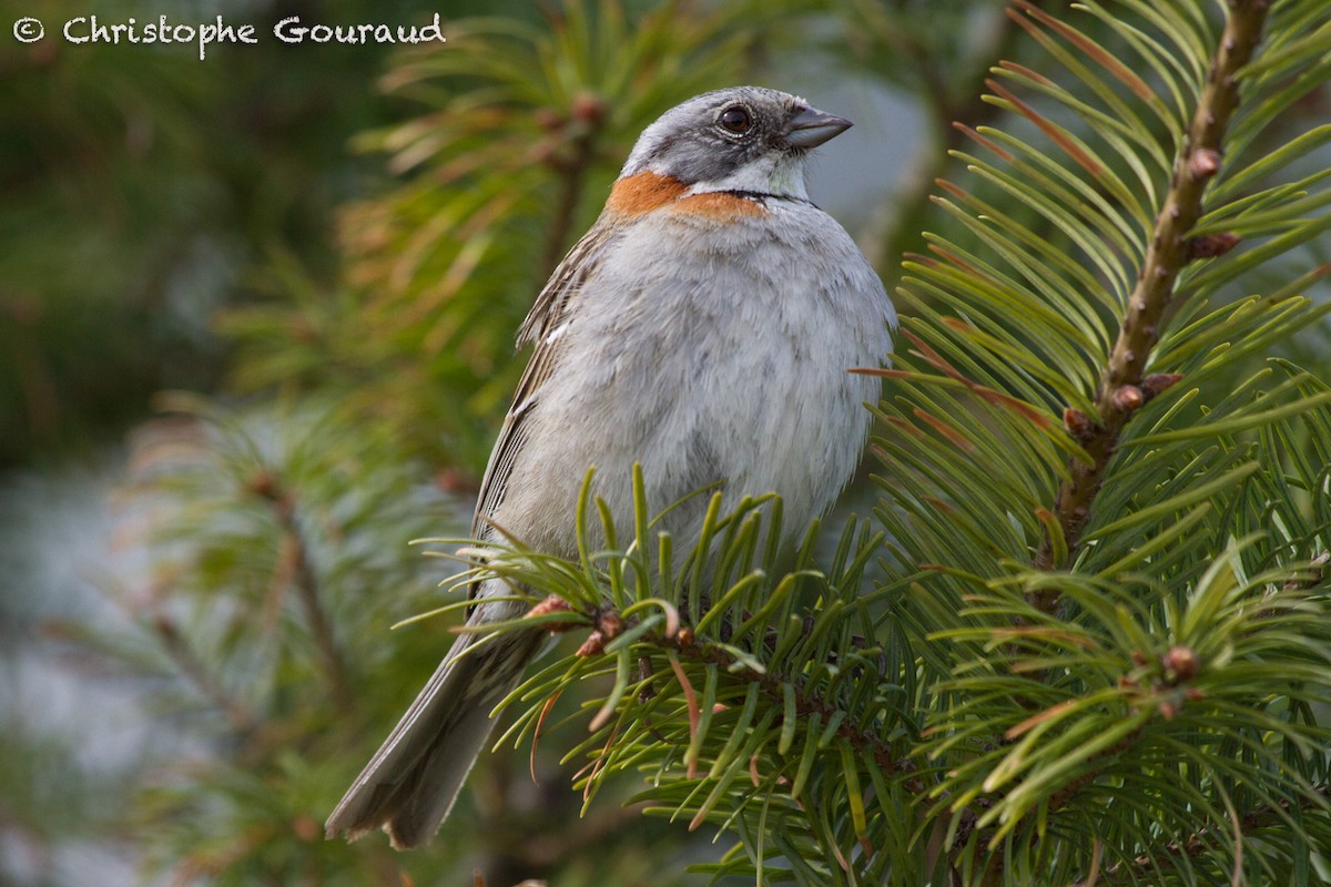 Rufous-collared Sparrow (Patagonian) - ML205174461