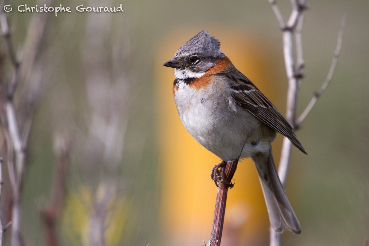 Rufous-collared Sparrow (Patagonian) - ML205174471