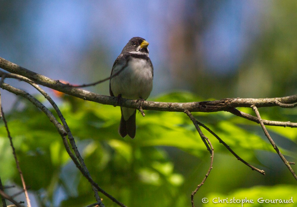 Double-collared Seedeater - Christophe Gouraud