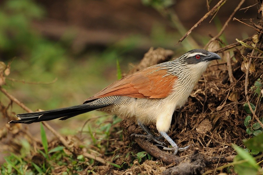 White-browed Coucal - ML205175101