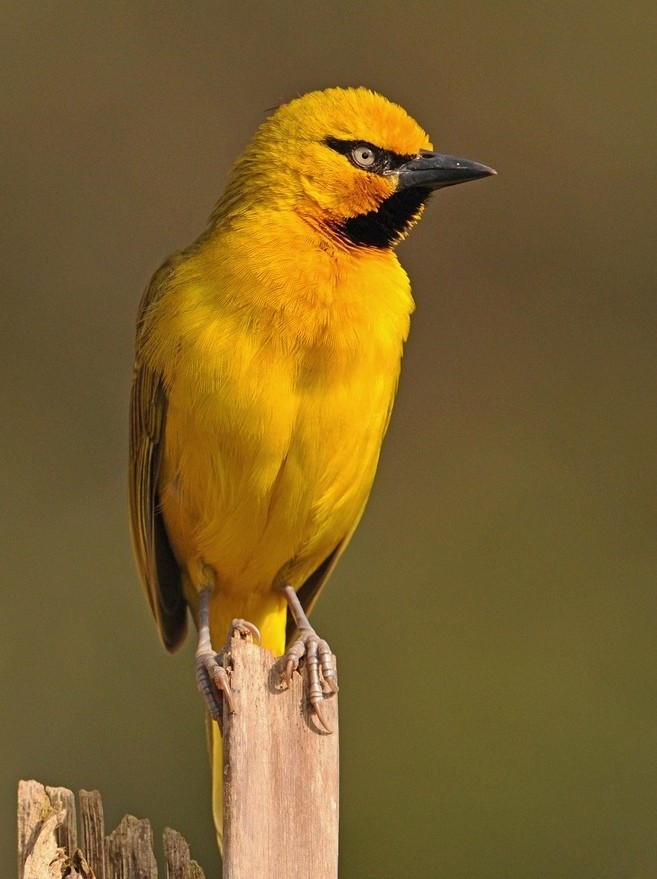 Spectacled Weaver (Yellow-throated) - Kris Blachowiak