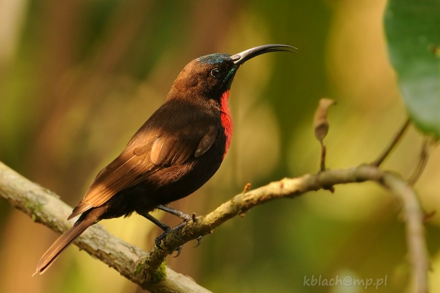 Scarlet-chested Sunbird - Kris Blachowiak