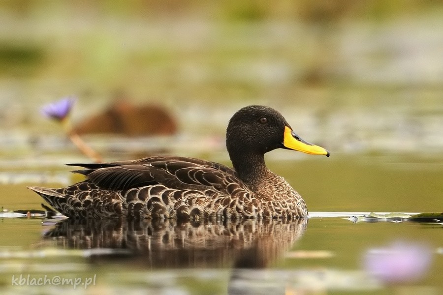Yellow-billed Duck - Kris Blachowiak