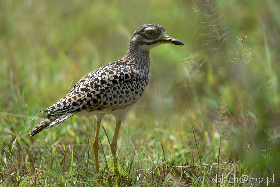 Spotted Thick-knee - ML205175461