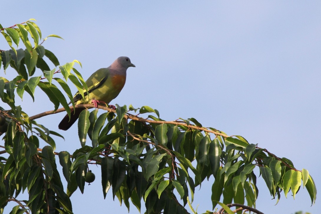 Pink-necked Green-Pigeon - Christophe Gouraud