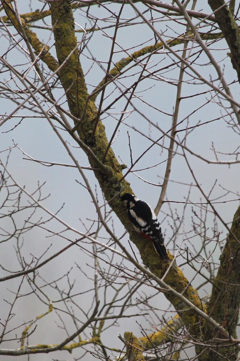 Great Spotted Woodpecker (Great Spotted) - Christophe Gouraud