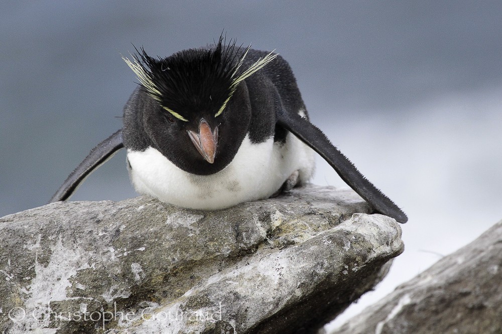 Southern Rockhopper Penguin (Western) - Christophe Gouraud