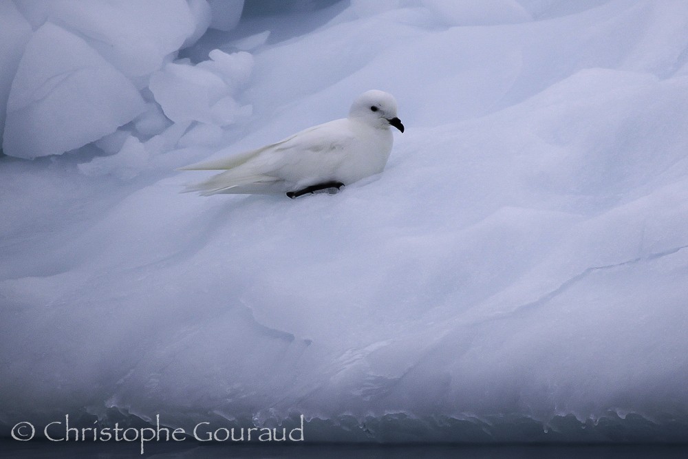 Snow Petrel - Christophe Gouraud