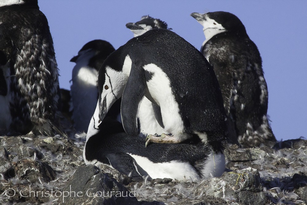 Пінгвін антарктичний - ML205176441